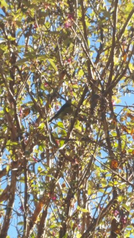 bellbird in fushia 190917